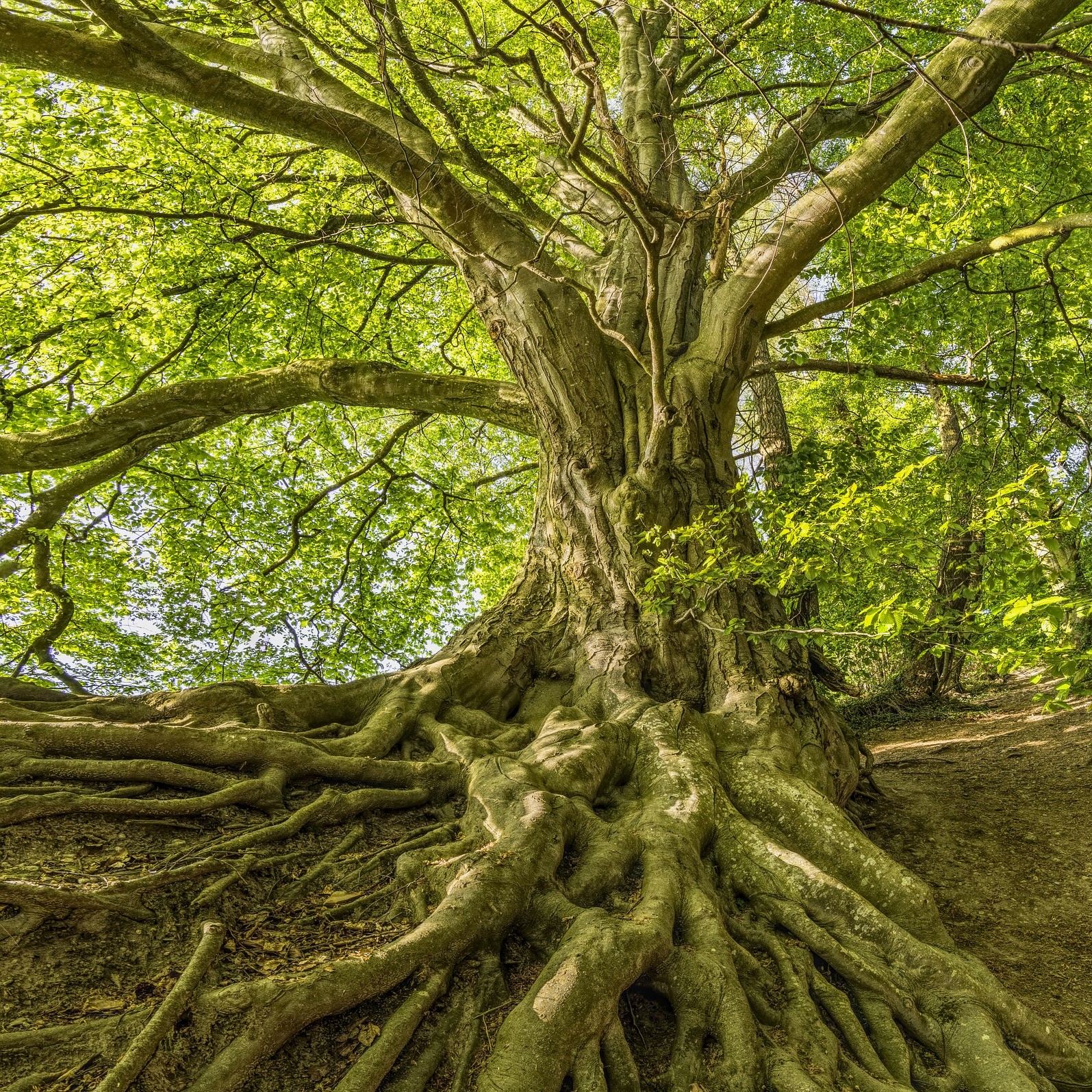 What Do You Know About Your Roots? - Lana Christian